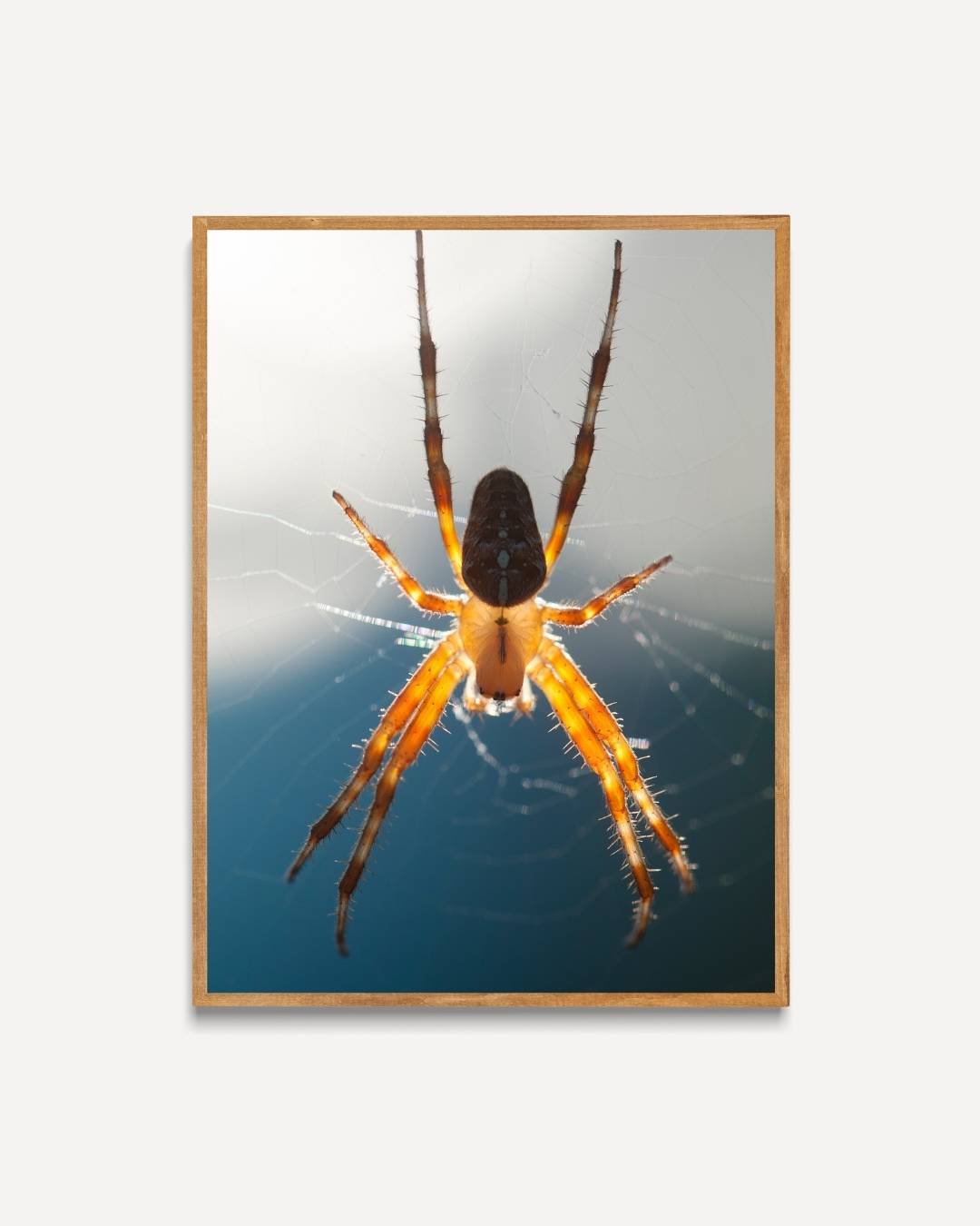 Zonverlichte spin in web Poster – portret poster als wanddecoratie