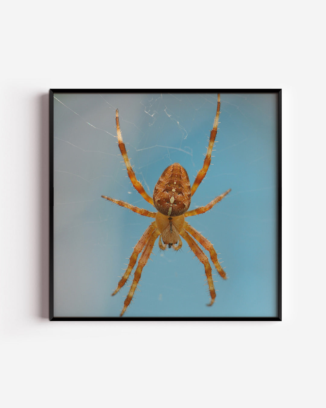 Spin op web poster – vierkante wanddecoratie – een spin met een oranje lichaam en lange poten hangt in een web tegen een