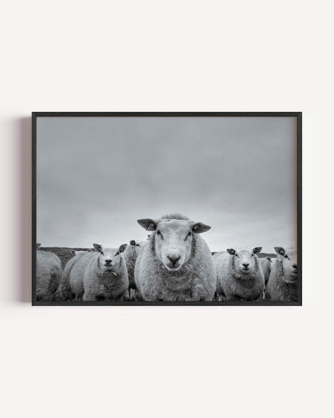 Schapen in de weide poster – liggende wanddecoratie – een groep schapen staat dicht bij elkaar onder een bewolkte hemel. De