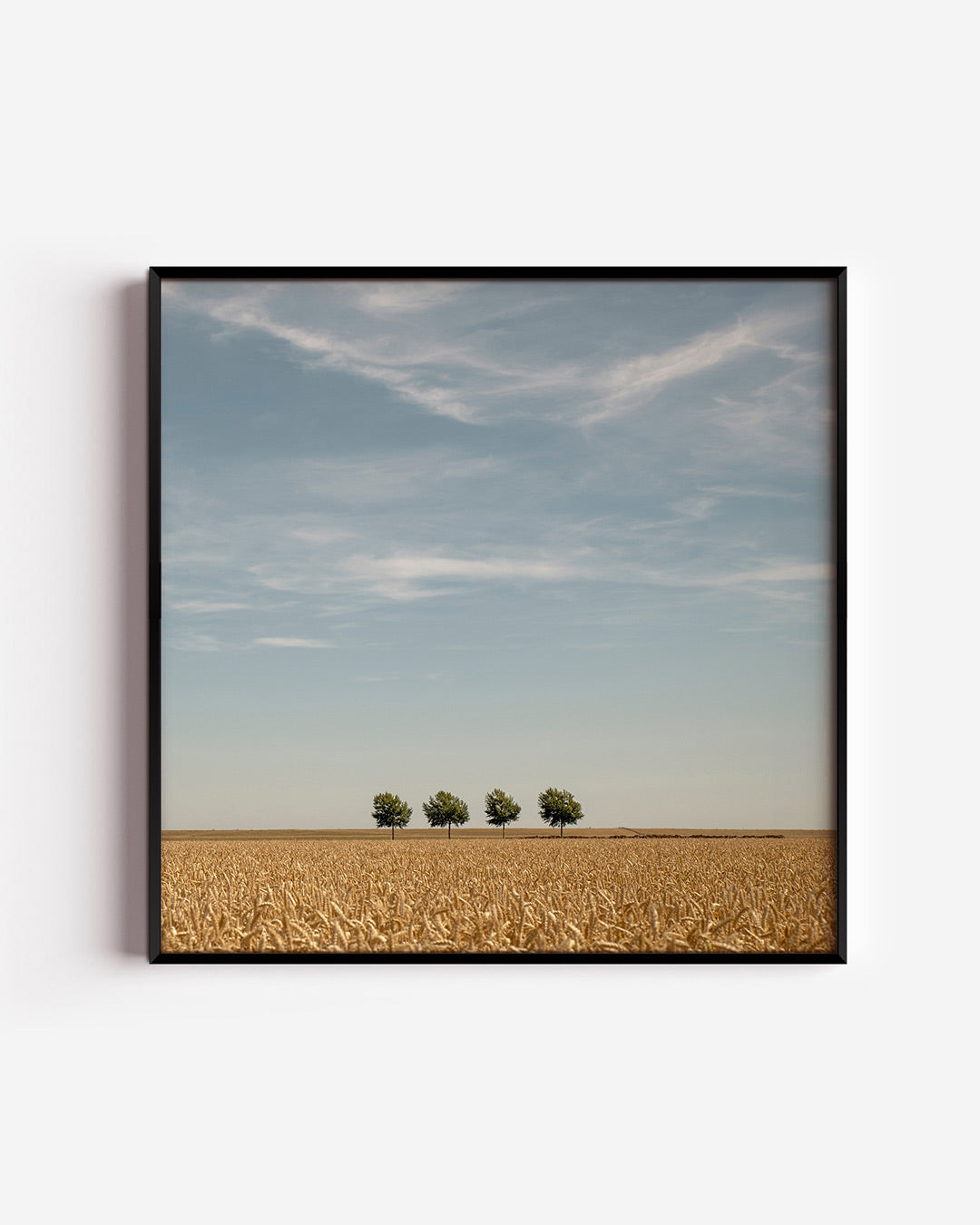 Rustige landschap poster – vierkante wanddecoratie – deze poster toont een uitgestrekt veld met vier bomen op een rij onder