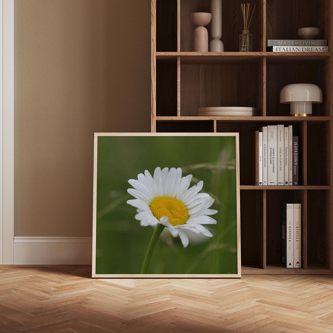Bloem close up poster – derde productweergave – deze poster toont een close-up van een witte bloem met een gele kern tegen