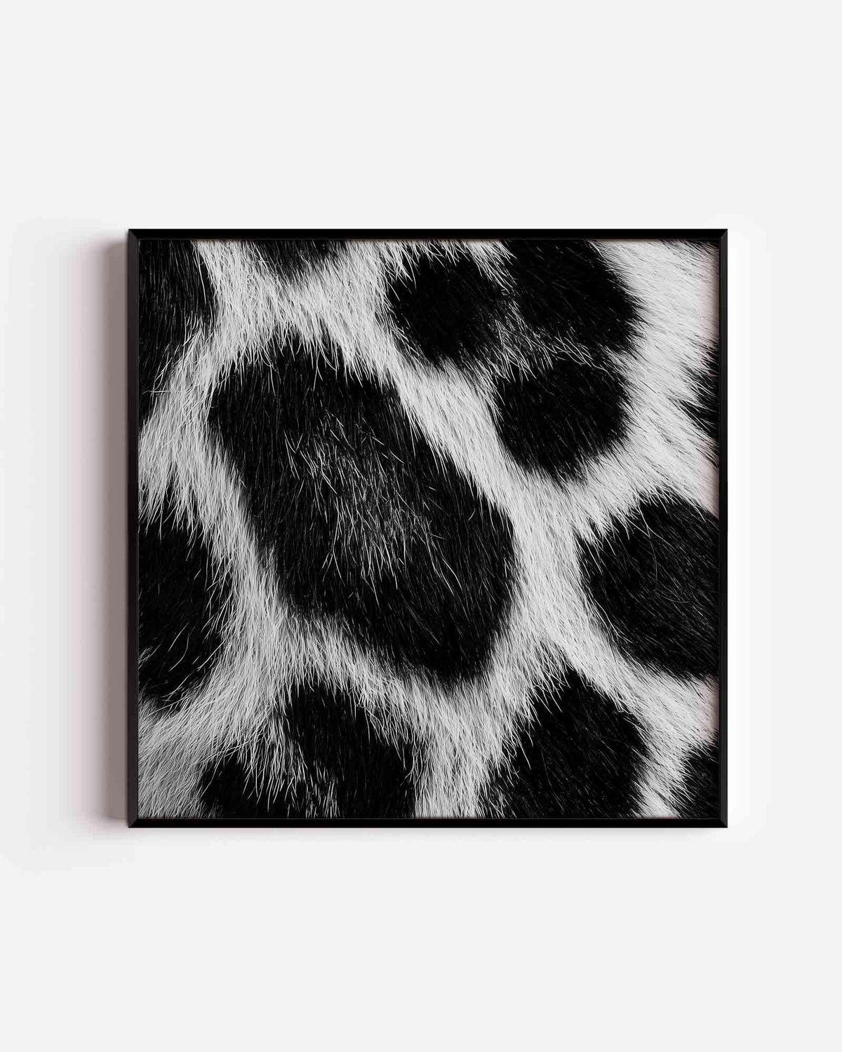 Zwart witte vacht – jungle vierkante poster als wanddecoratie