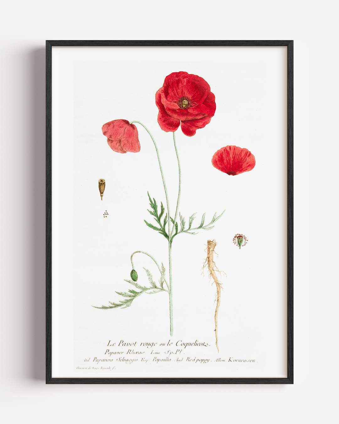 Vintage Klaproos Botanische – Popart en Streetart portret poster als wanddecoratie