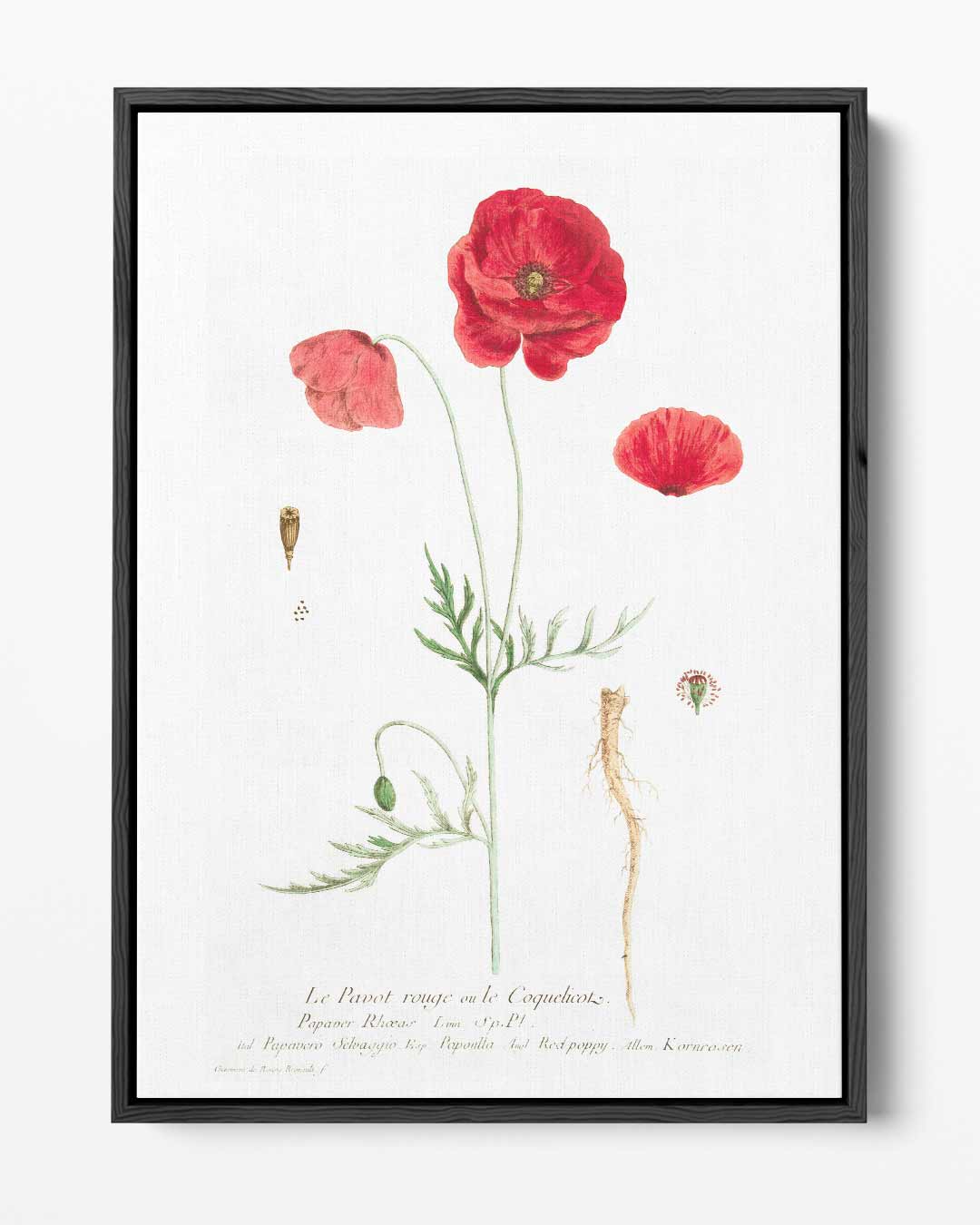 Botanische Print met Rode Klaproos – portret kunstwerk als wanddecoratie