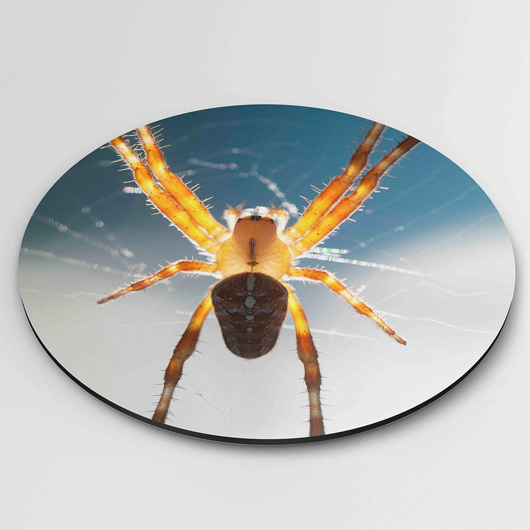 Spin in web – muurcirkel fotografie als moderne wanddecoratie