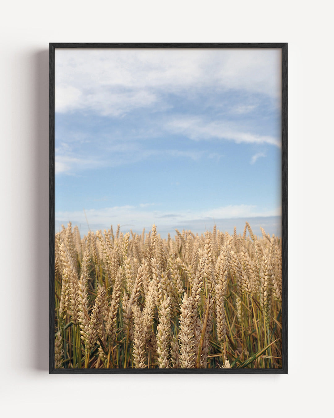 Tarweveld poster – portret wanddecoratie – een uitgestrekt veld met rijpe tarwe onder een heldere blauwe lucht. De gouden