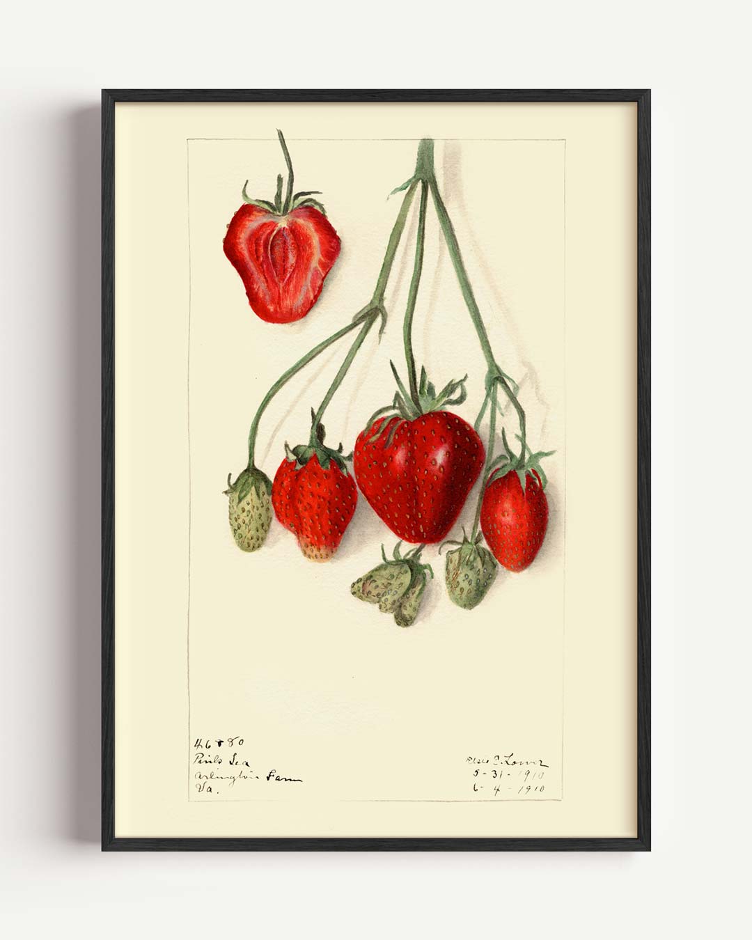 Vintage Aardbeien Illustratie – Popart en Streetart portret poster als wanddecoratie