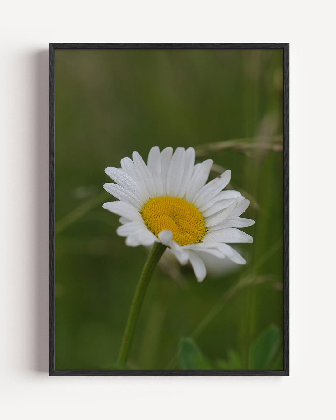 Bloem in natuur poster – portret wanddecoratie – een enkele bloem met witte bloemblaadjes en een geel hart, omgeven door een