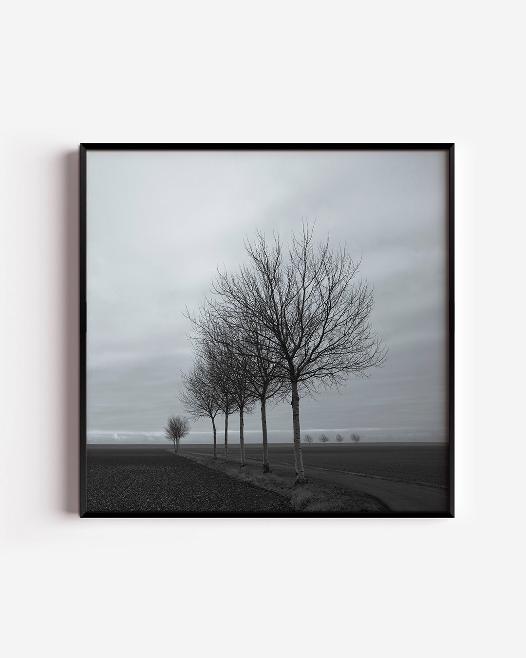 Landschap met bomen poster – vierkante wanddecoratie – een rij kale bomen langs een pad in een open landschap. De lucht is