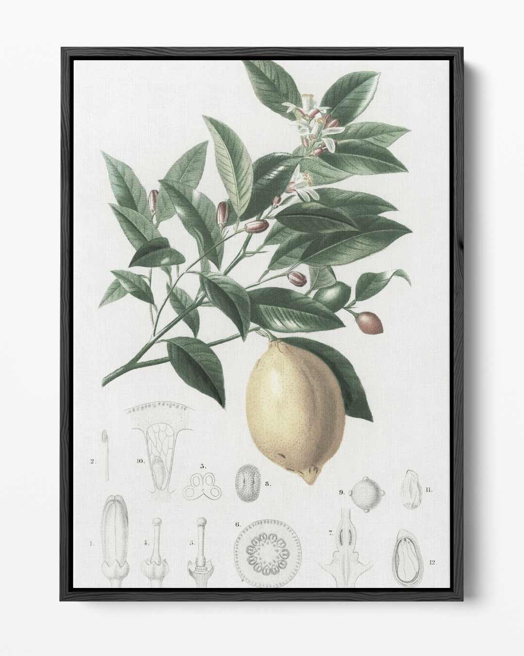 Botanische Citroen Illustratie – portret kunstwerk als wanddecoratie