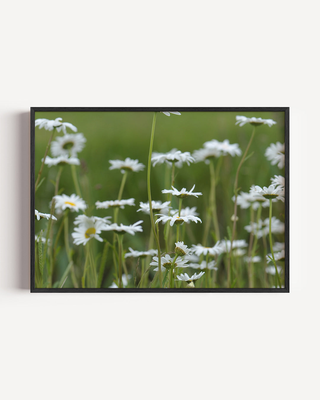 Bloemenveld poster – liggende wanddecoratie – deze poster toont een veld vol witte bloemen met groene stelen tegen een wazige
