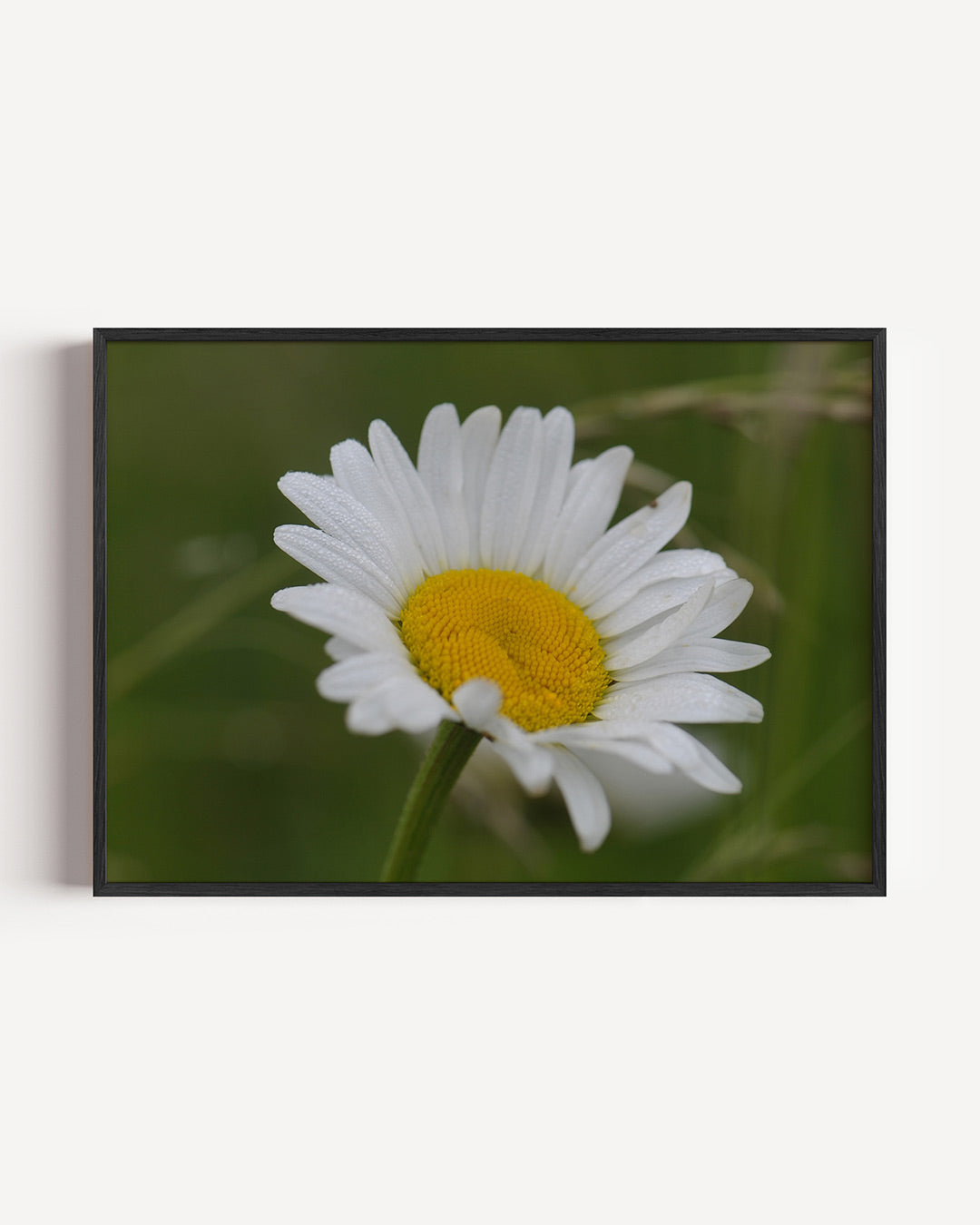 Bloem in natuur poster – liggende wanddecoratie – deze poster toont een witte bloem met een gele kern tegen een groene