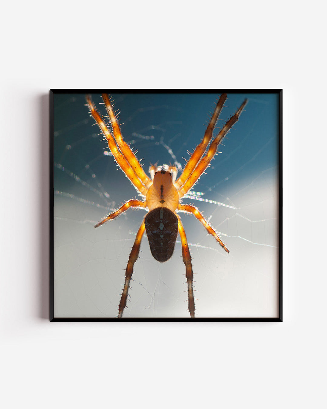 Spin in web poster – vierkante wanddecoratie – een spin met oranje poten en een donker lichaam hangt in een web tegen een