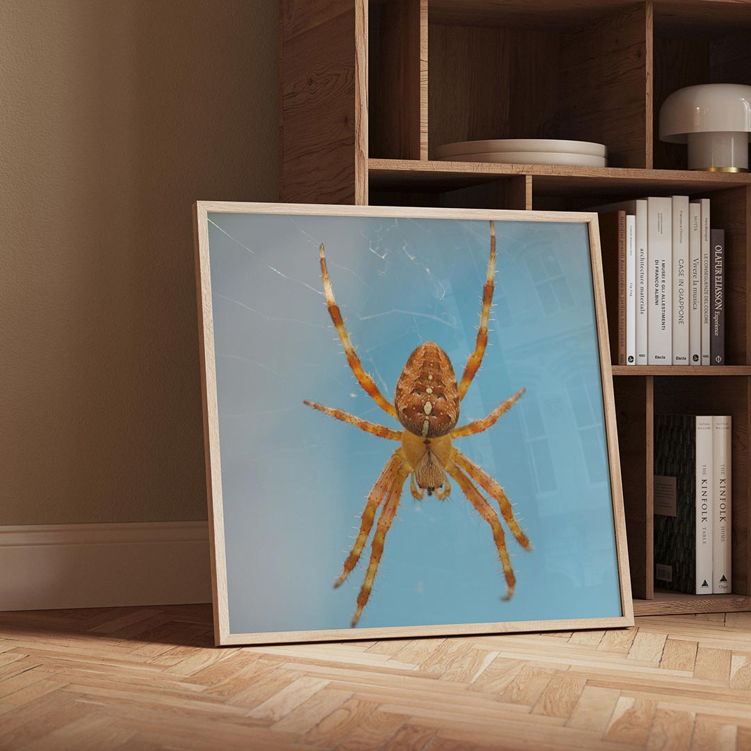 Spin op web poster – detailweergave – een spin met een oranje lichaam en lange poten hangt in een web tegen een blauwe