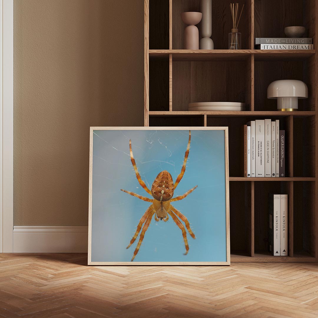 Spin op web poster – derde productweergave – een spin met een oranje lichaam en lange poten hangt in een web tegen een blauwe