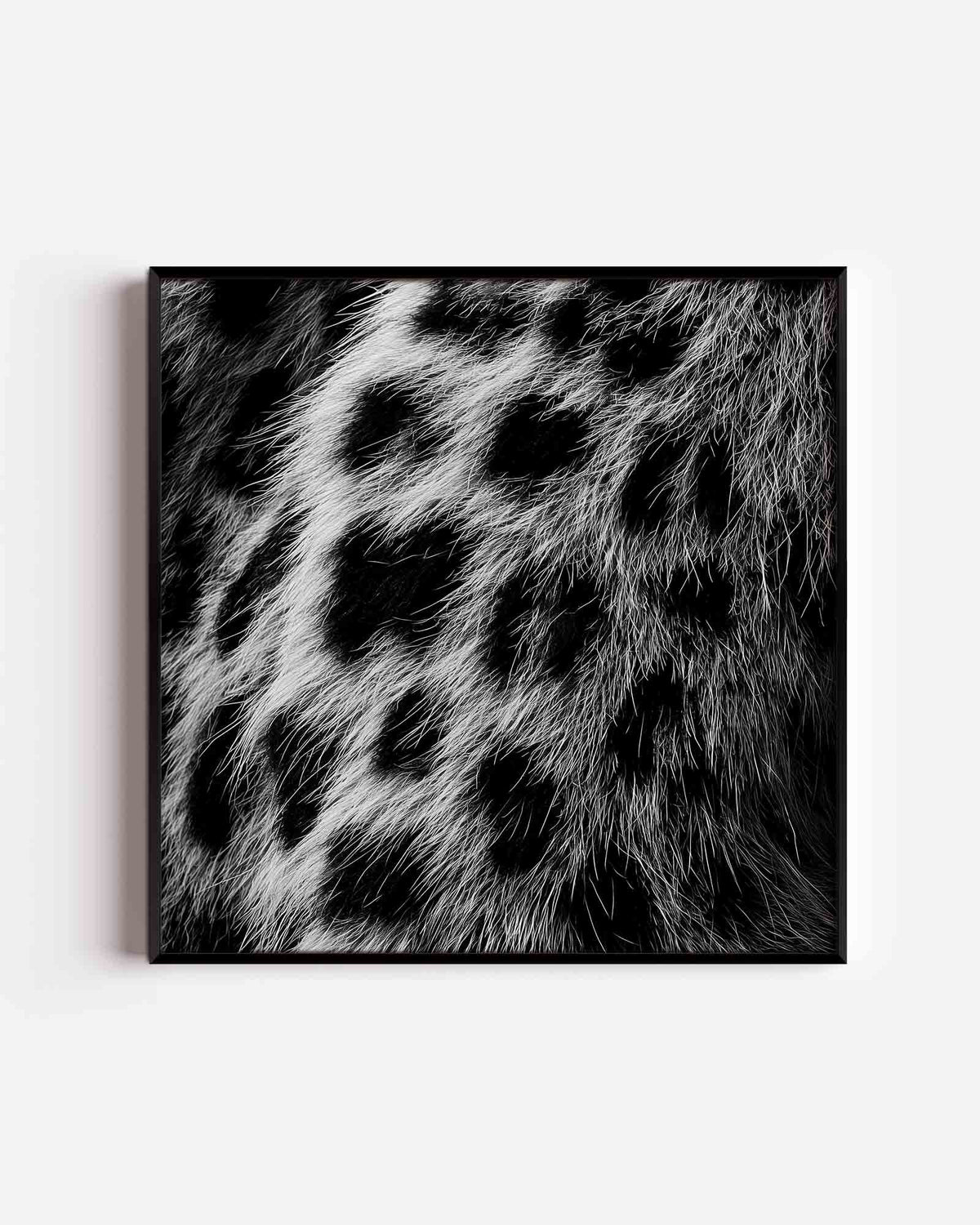 Zwart witte vacht – jungle vierkante poster als wanddecoratie