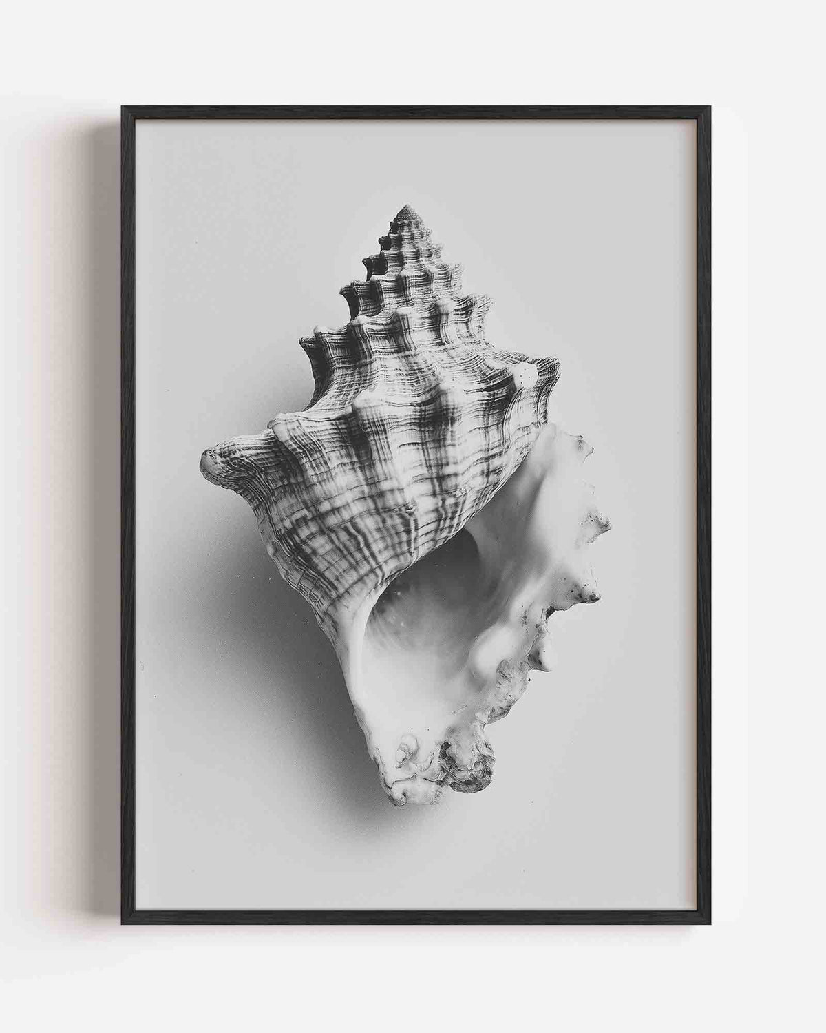 Schelp – natuur portret poster als wanddecoratie