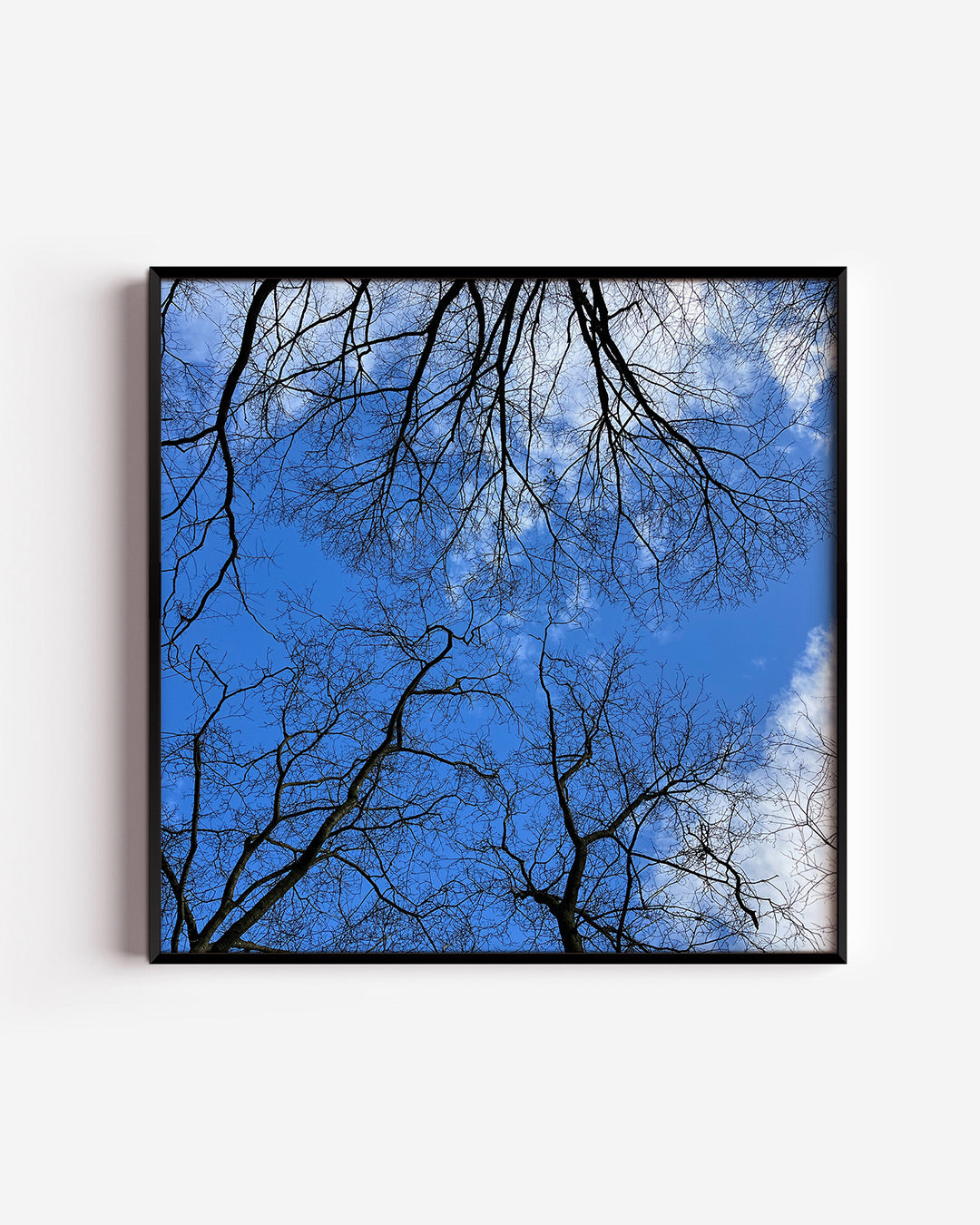 Boomtakken tegen lucht poster – vierkante wanddecoratie – dunne boomtakken strekken zich uit tegen een heldere blauwe lucht