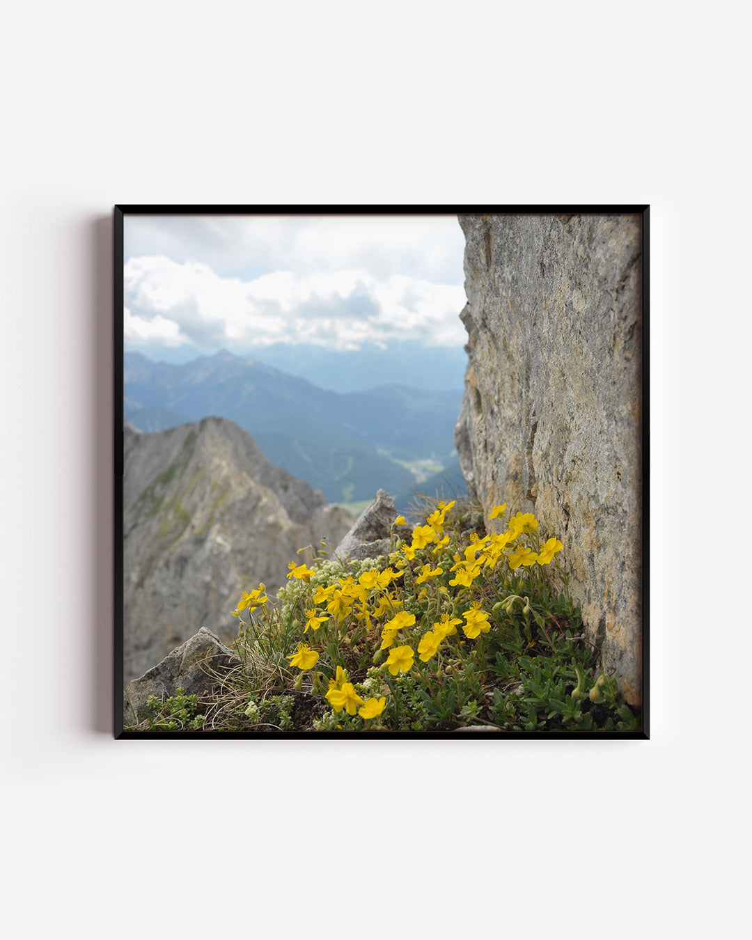 Bergbloemen en rotsen poster – vierkante wanddecoratie – deze poster toont levendige gele bloemen die groeien tussen ruwe