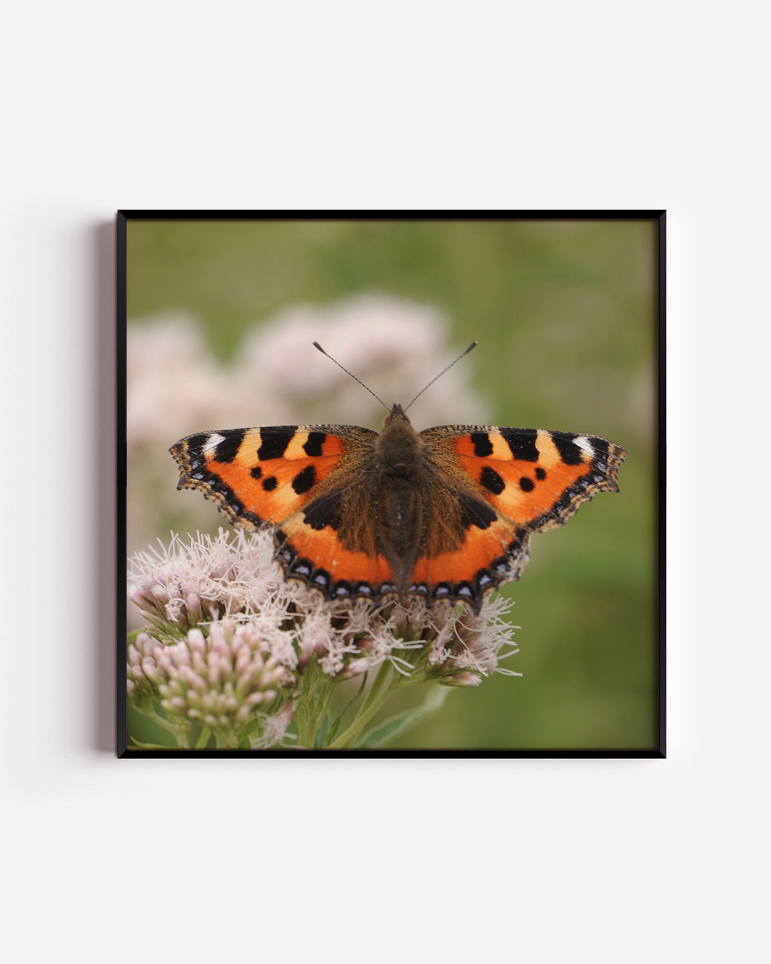Vlinder op bloem poster – vierkante wanddecoratie – een kleurrijke vlinder met oranje en zwarte vleugels rust op een delicate