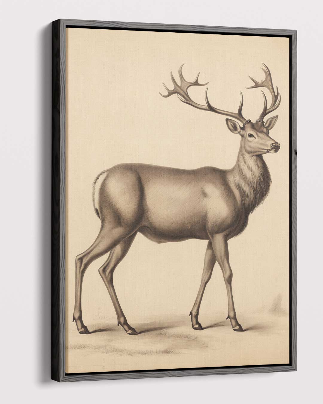 Elegante Hert in Potlood – dibond kunstwerk als wanddecoratie