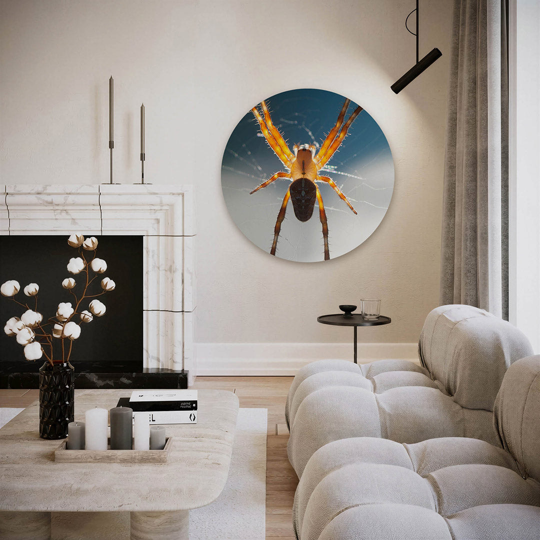 Spin in web – ronde fotografie wanddecoratie van WallArtistic