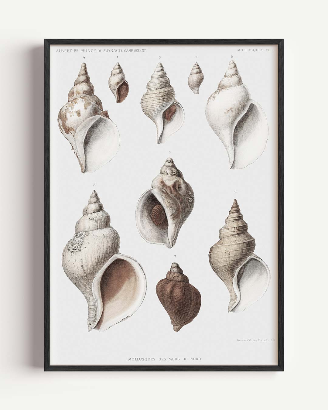 Elegante Schelpenillustratie – vintage portret poster als wanddecoratie