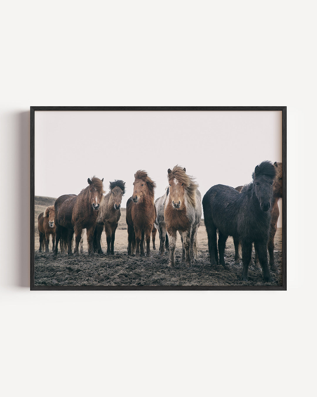 Groep paarden poster – liggende wanddecoratie – een groep paarden staat op een modderige ondergrond met een bewolkte lucht.