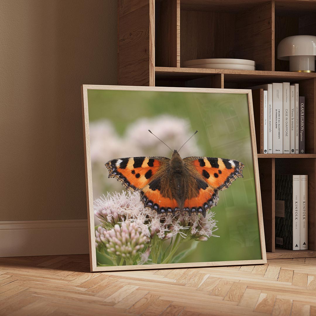 Vlinder op bloem poster – detailweergave – een kleurrijke vlinder met oranje en zwarte vleugels rust op een delicate bloem