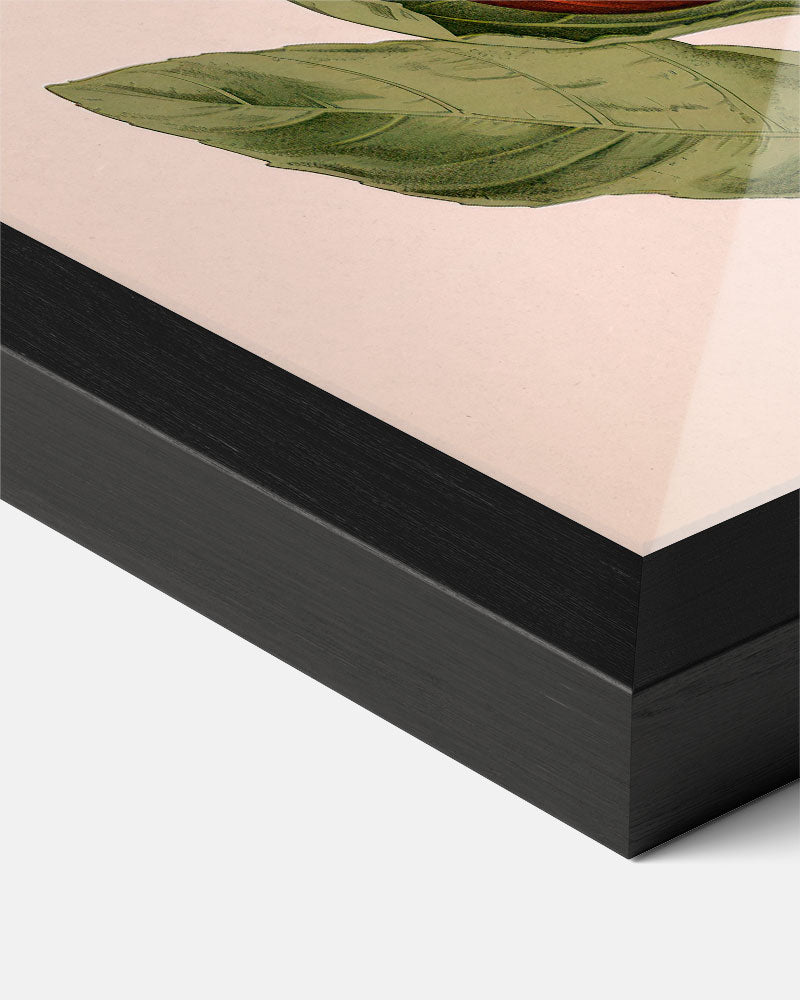 Botanische Artisjok Illustratie – staande muurposter voor keuken of eethoek