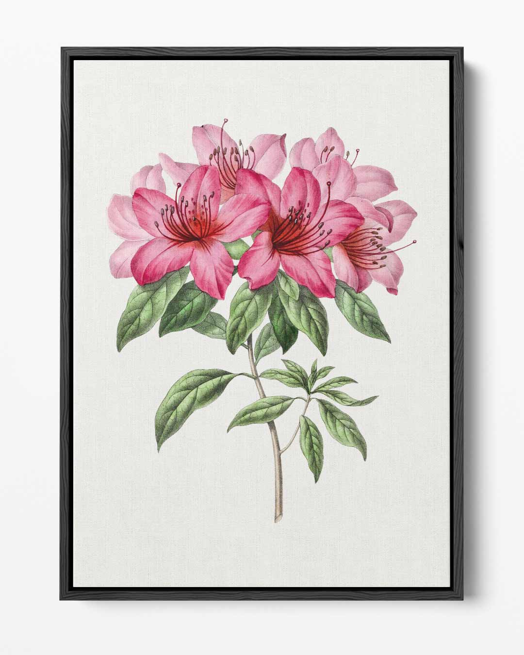 Schilderij van Azalea Bloemen – portret kunstwerk als wanddecoratie