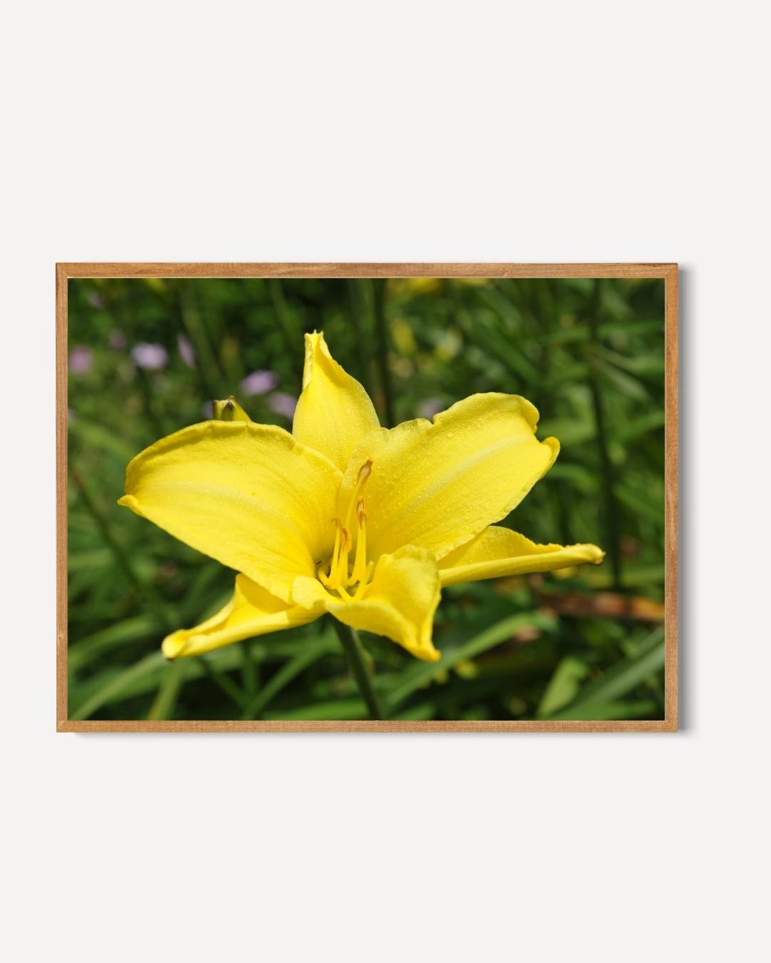 Heldere gele lelie Poster – portret poster als wanddecoratie