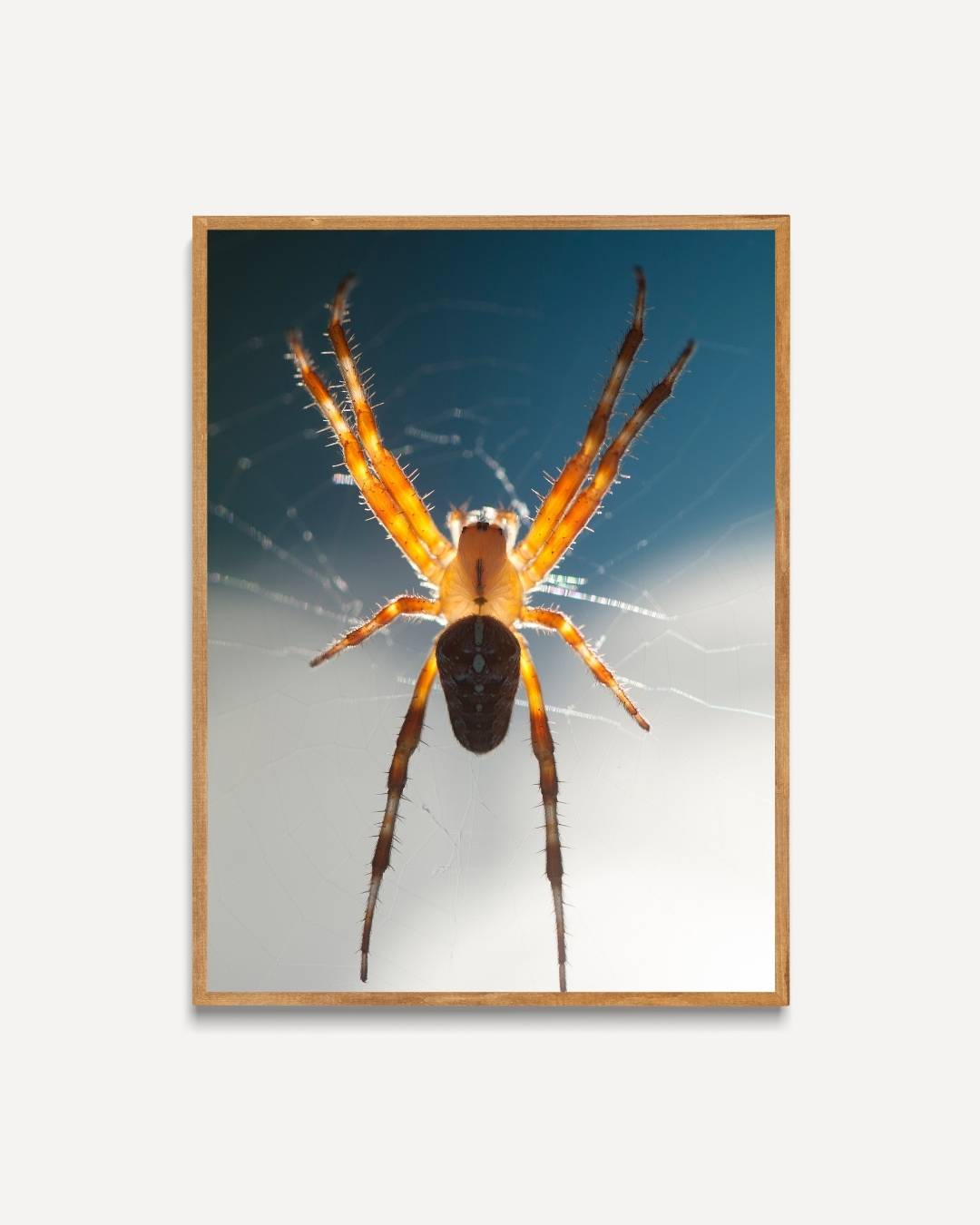 Natuurgetrouwe spin in web Poster – portret poster als wanddecoratie