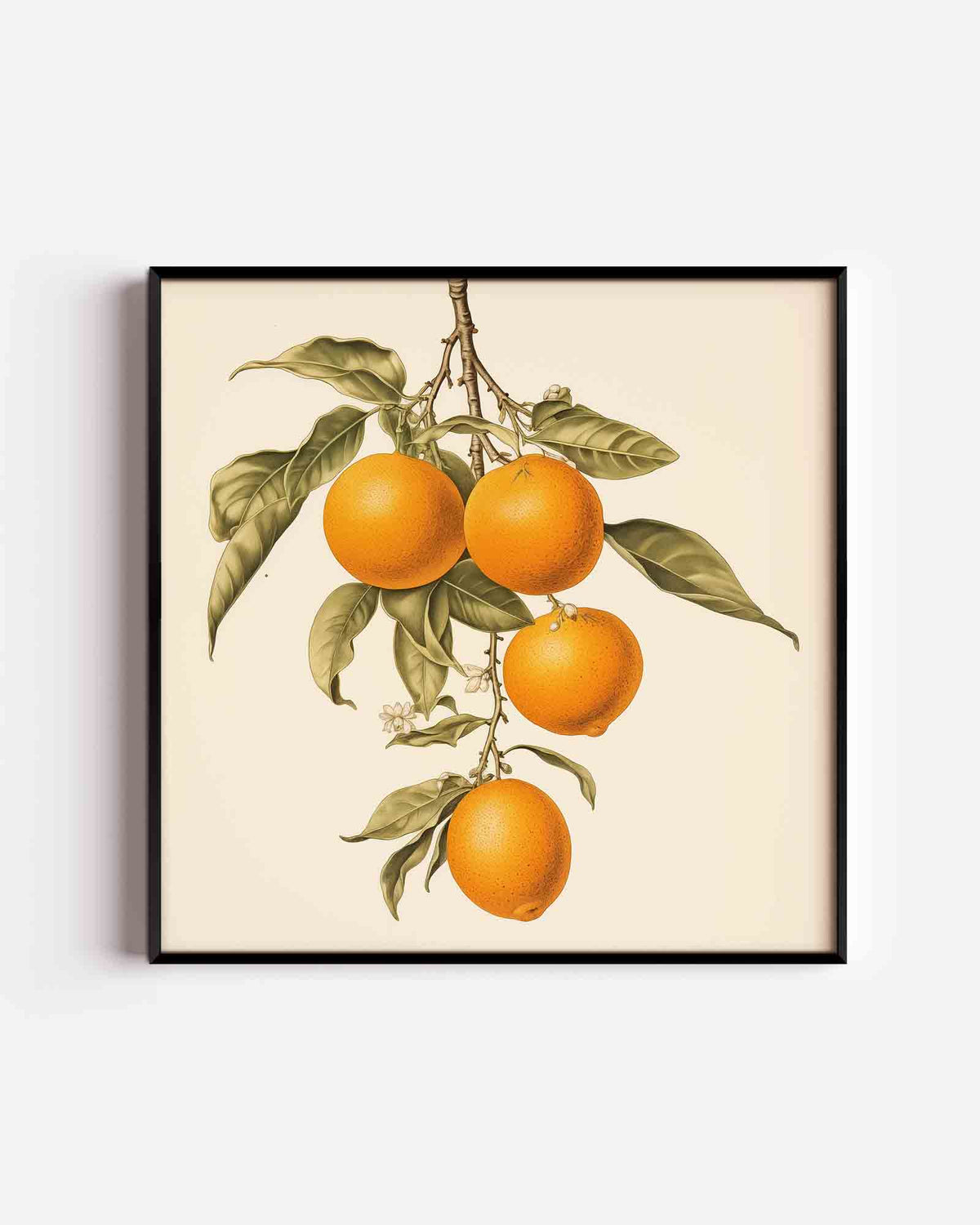 Sinaasappeltakken – keuken vierkante poster als wanddecoratie