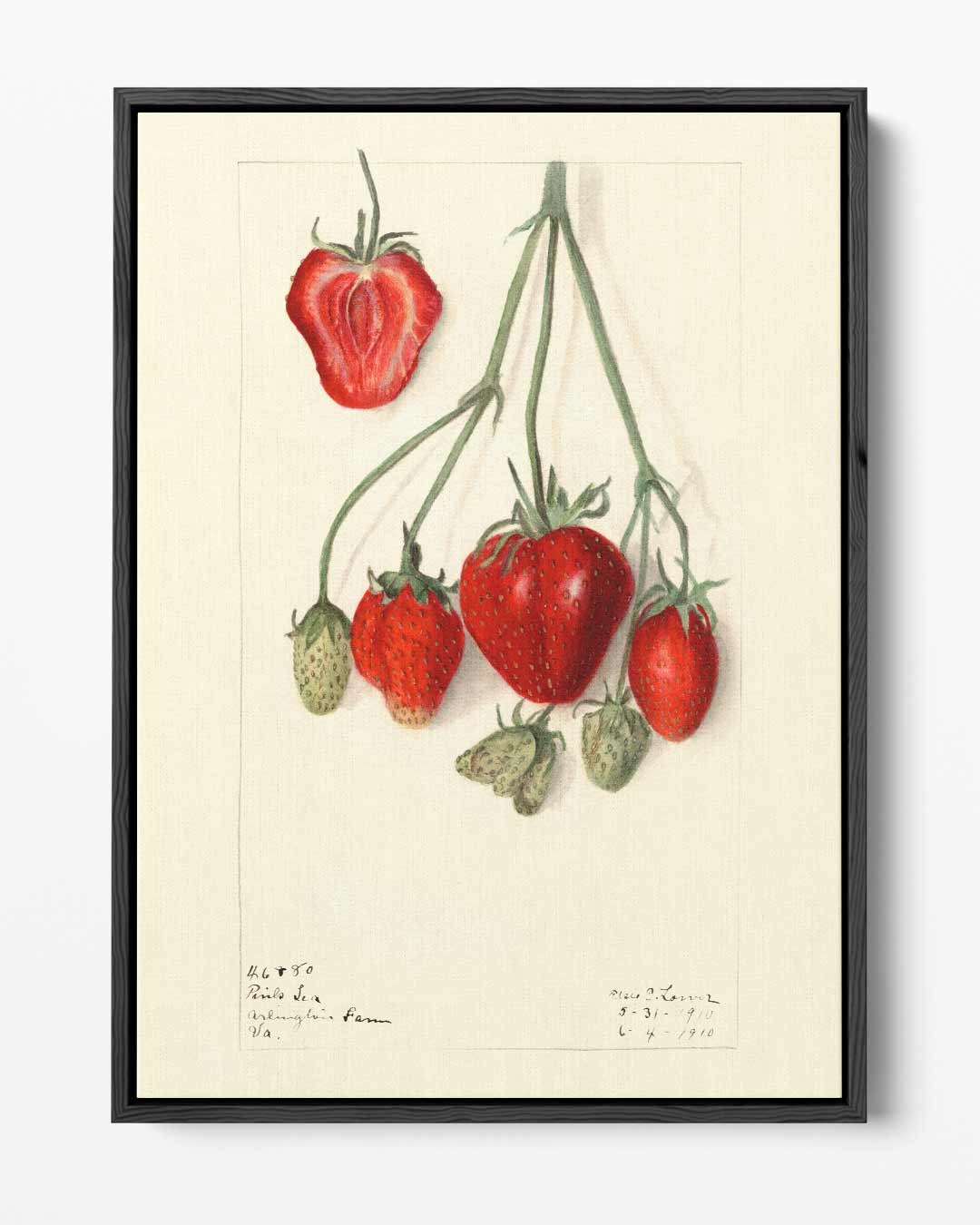 Aardbeien Illustratie – portret kunstwerk als wanddecoratie