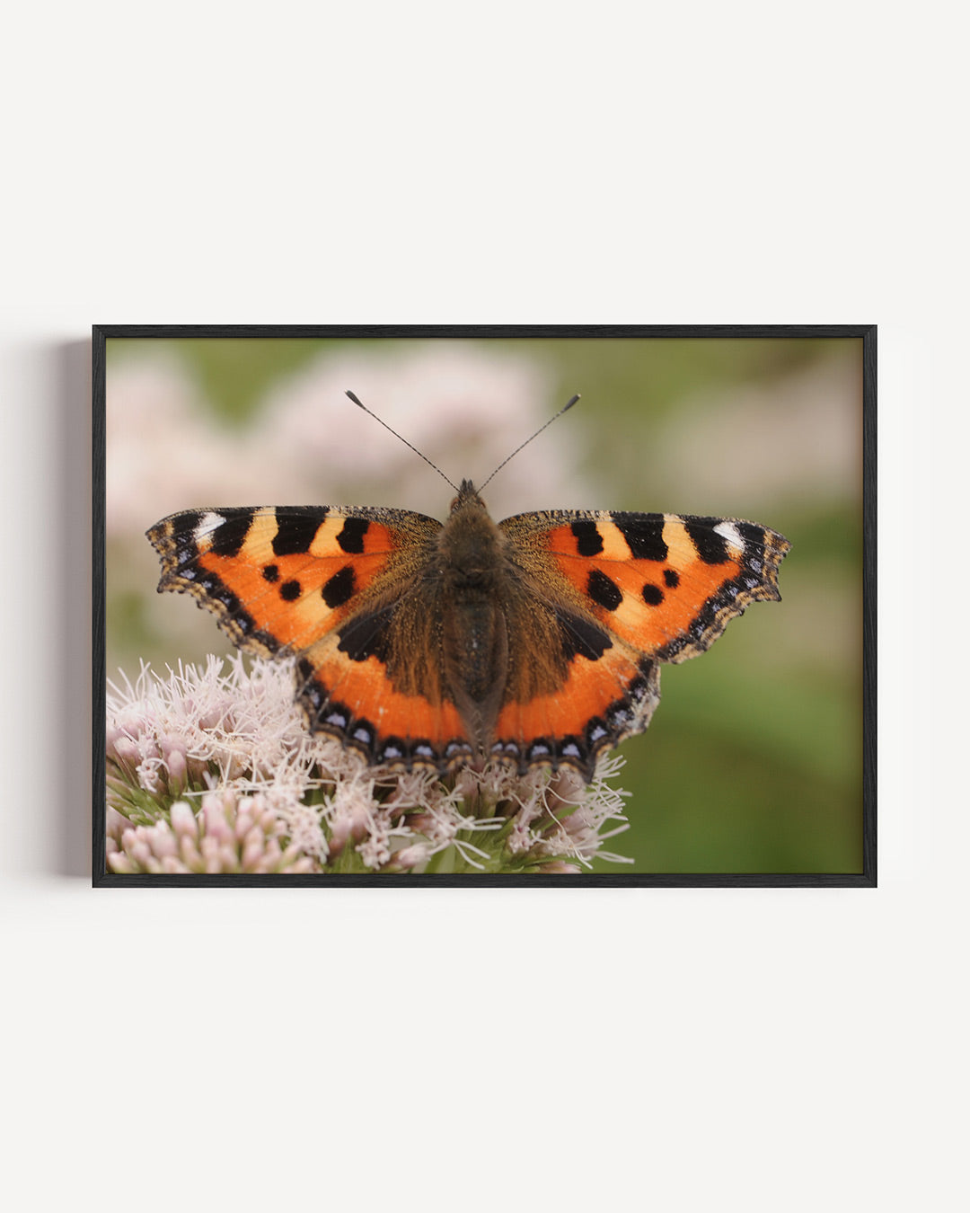 Vlinder op bloem poster – liggende wanddecoratie – deze poster toont een vlinder met levendige oranje en zwarte vleugels