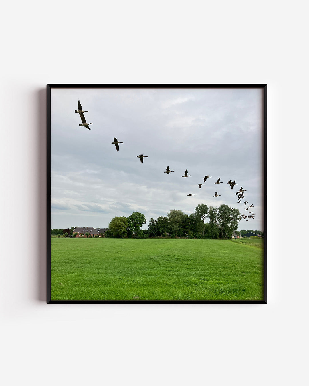 Vliegende vogels poster – vierkante wanddecoratie – een groep vogels vliegt in formatie over een uitgestrekt groen veld met