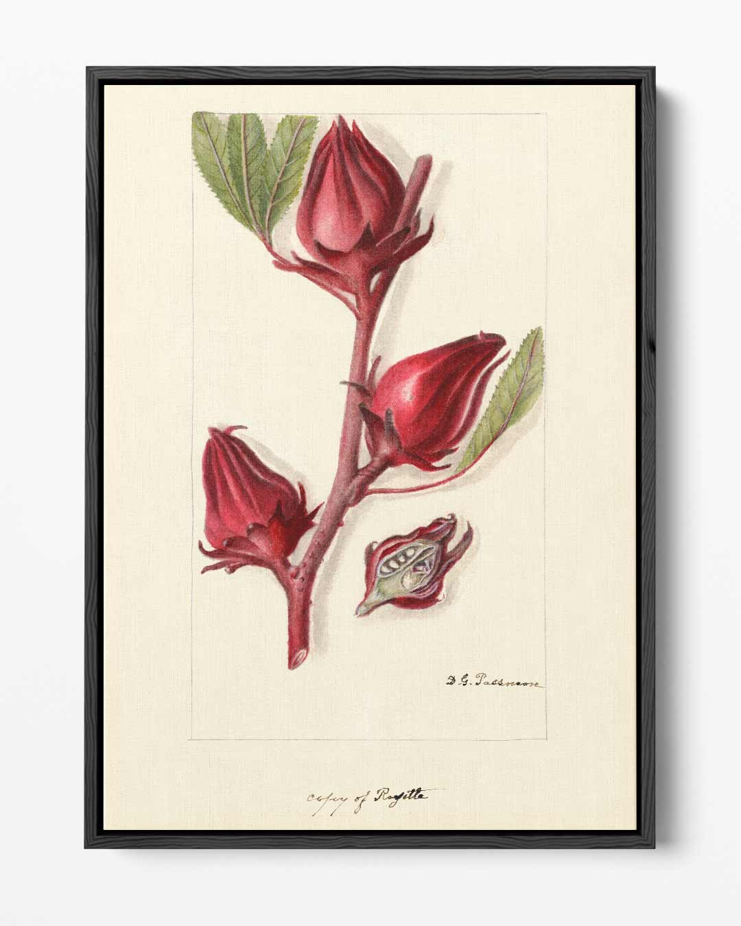 Botanische Rozelle Illustratie – portret kunstwerk als wanddecoratie