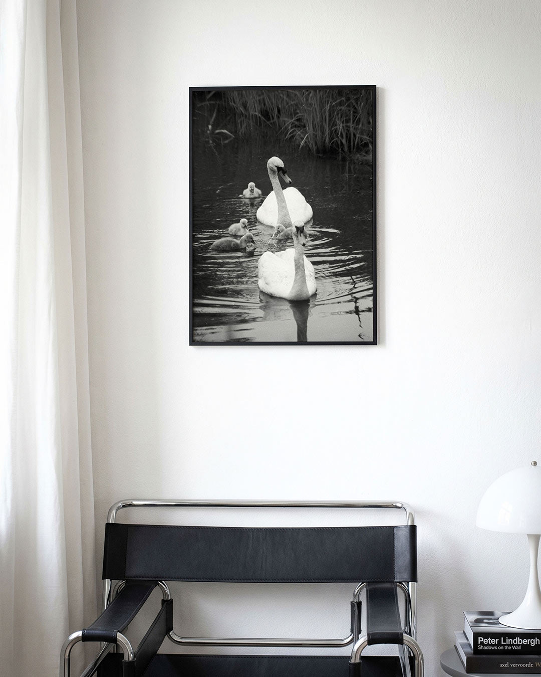 Zwanenfamilie in water poster – derde productweergave – een serene scène van een zwanenfamilie die rustig in het water