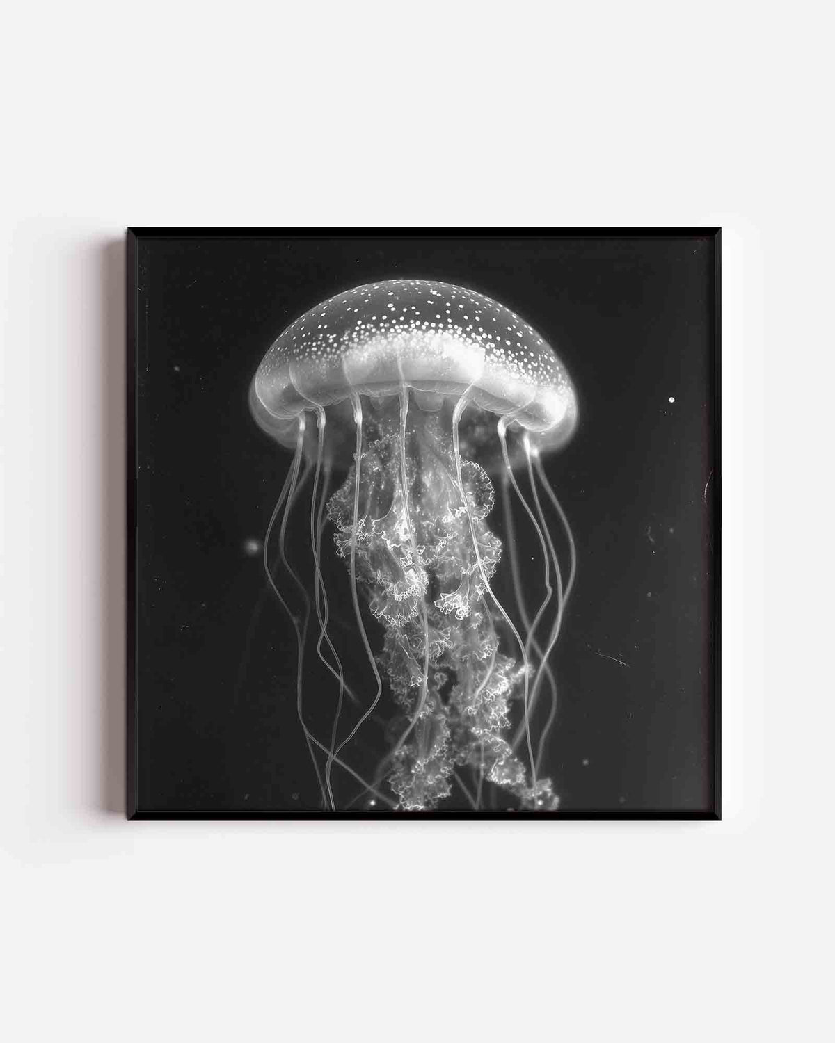 Kwal in zwart wit – jungle vierkante poster als wanddecoratie