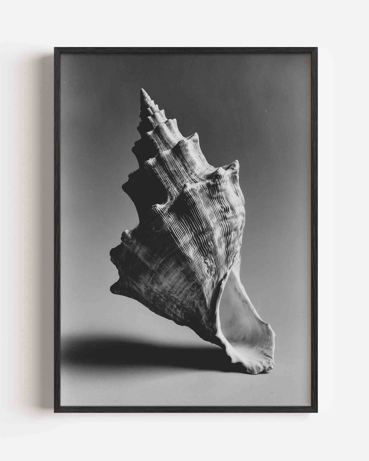 Schelp in zwart wit – natuur portret poster als wanddecoratie