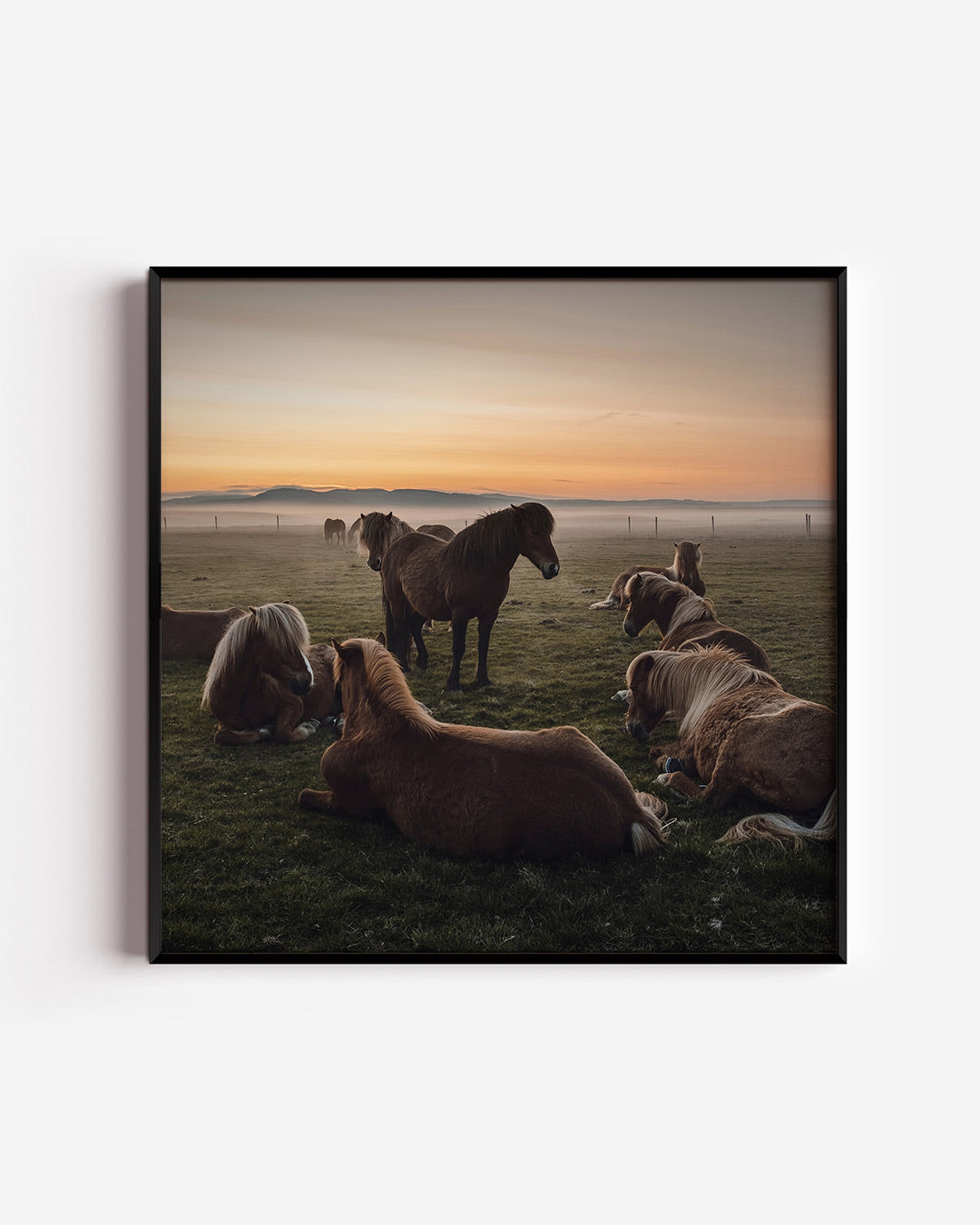 Rustige paardenweide poster – vierkante wanddecoratie – een weide met paarden in rust, omgeven door een ochtendnevel en een