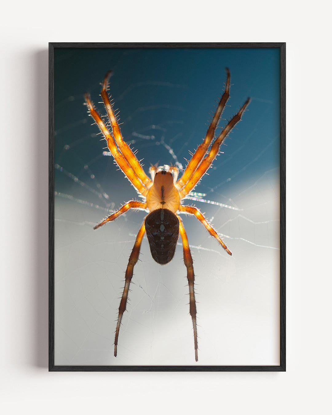 Spin in web poster – portret wanddecoratie – deze poster toont een spin in een web met een opvallend kleurcontrast. De oranje