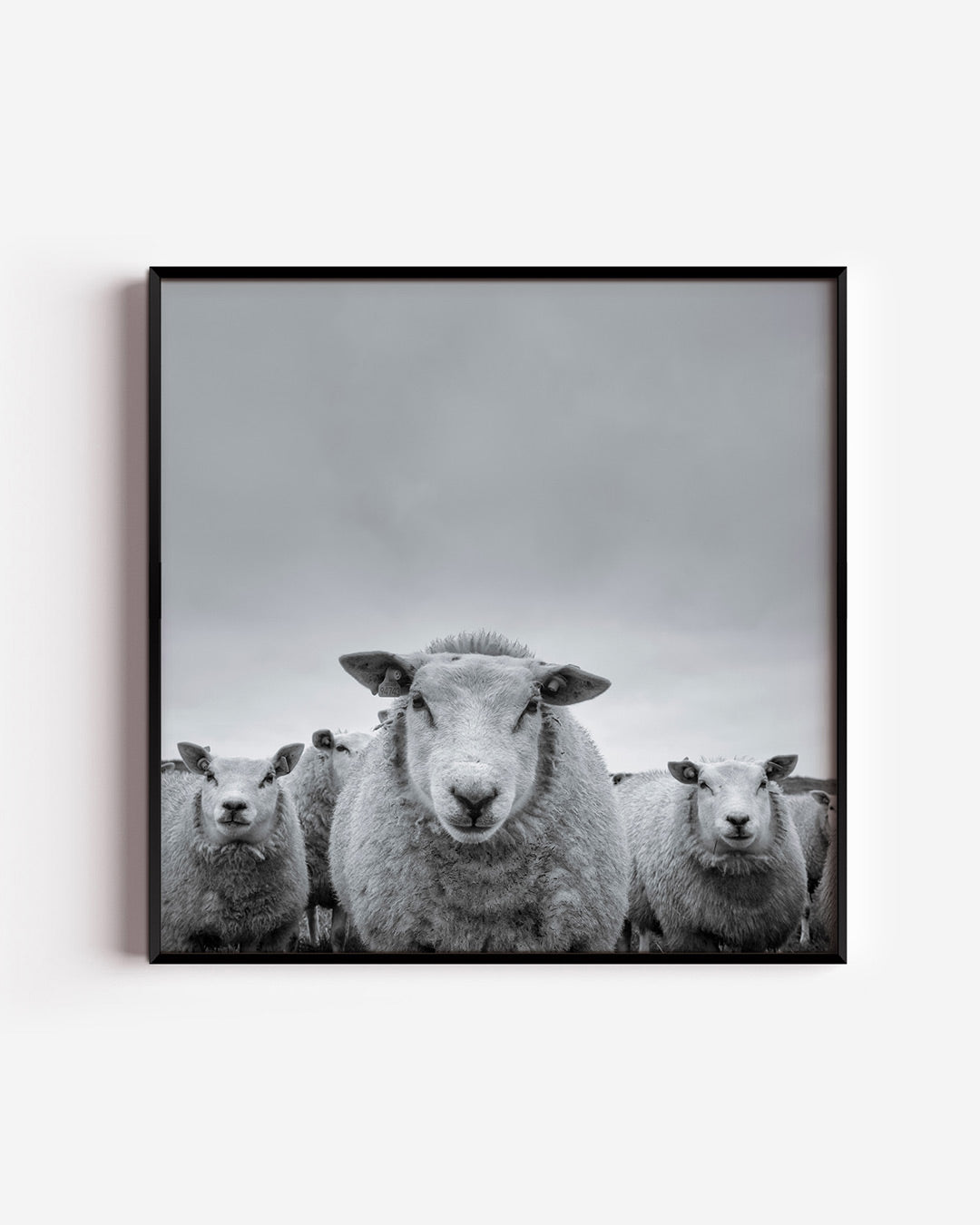 Schapenportret poster – vierkante wanddecoratie – deze poster toont een groep nieuwsgierige schapen onder een bewolkte hemel.