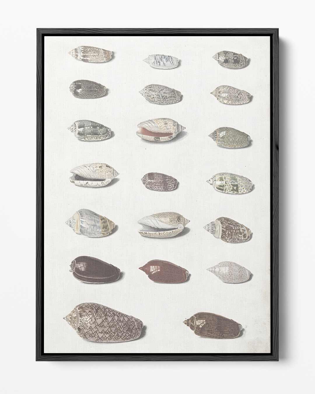 Decoratieve Schelpen Afbeelding – portret kunstwerk als wanddecoratie