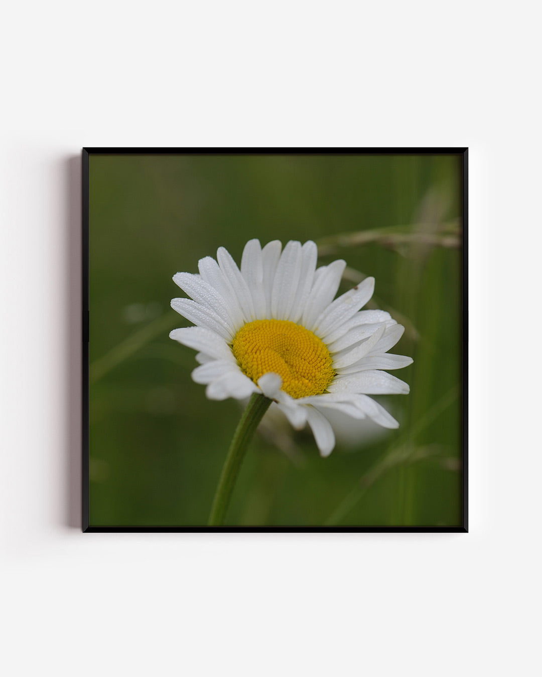 Bloem close up poster – vierkante wanddecoratie – deze poster toont een close-up van een witte bloem met een gele kern tegen