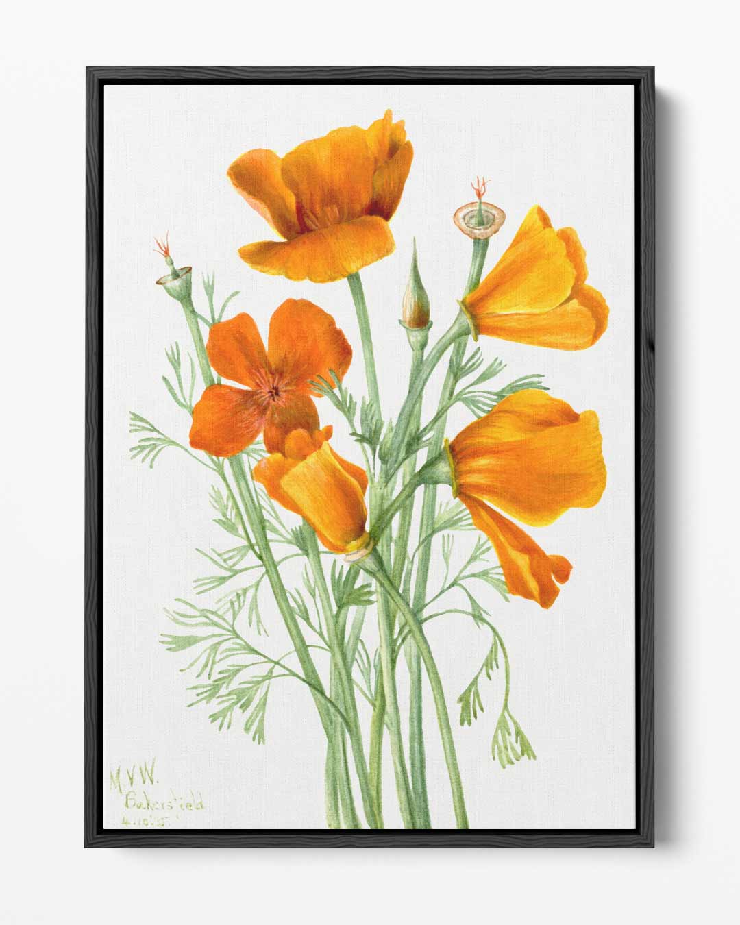 California Klaproos Illustratie – portret kunstwerk als wanddecoratie