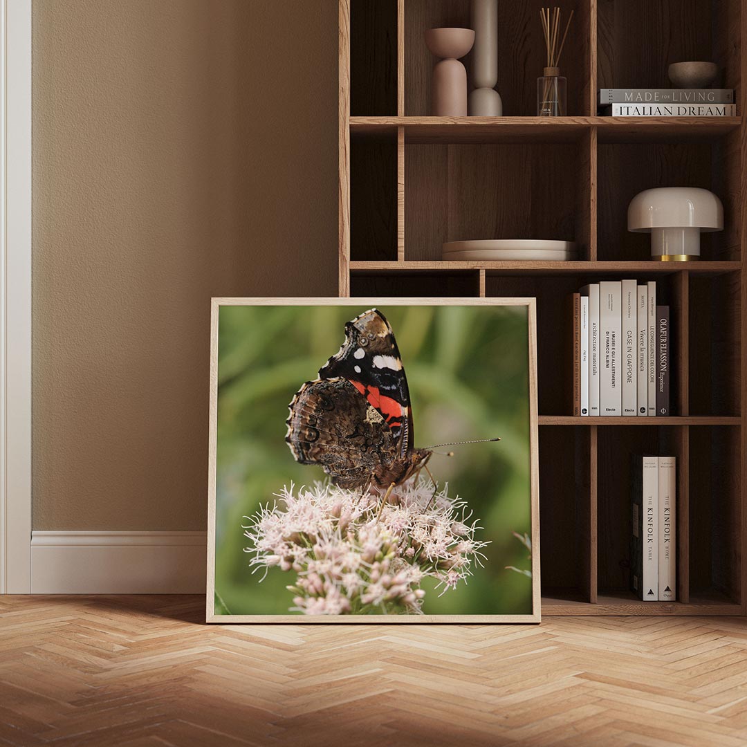 Vlinder op bloem poster – derde productweergave – deze poster toont een vlinder met gedetailleerde vleugels op een delicate