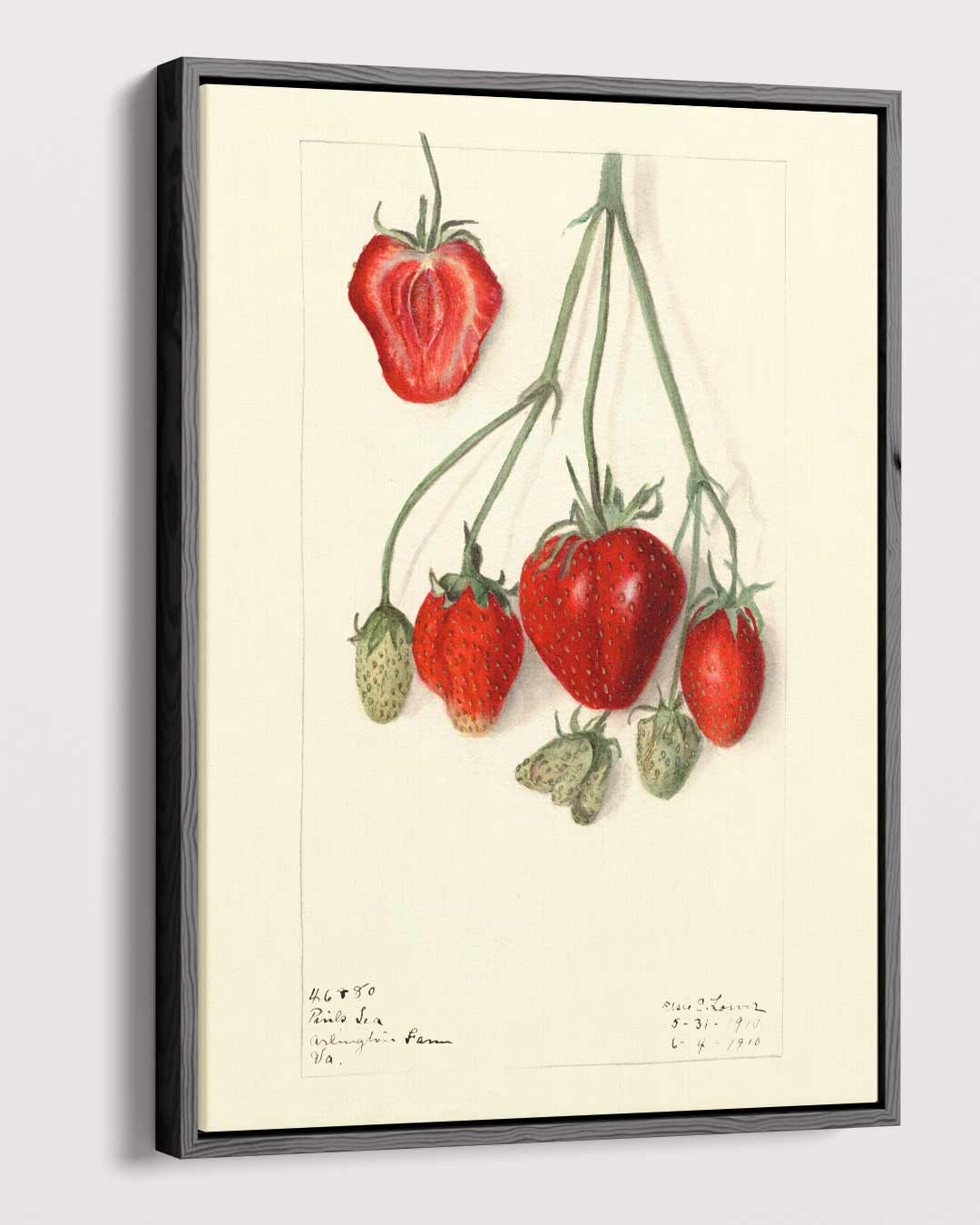 Aardbeien Illustratie – plexiglas wanddecoratie in portret formaat