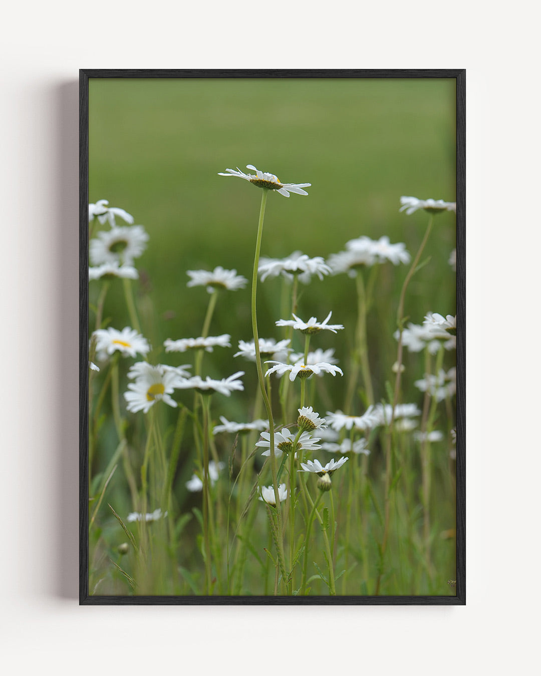 Bloemen in weide poster – portret wanddecoratie – deze poster toont een weide vol witte bloemen tegen een groene achtergrond.